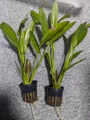エキノドルス　レッドダイヤモンド　1POTのサムネイル