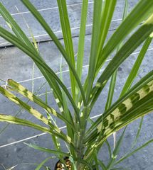 タカノハススキ、２株、裸で送ります★