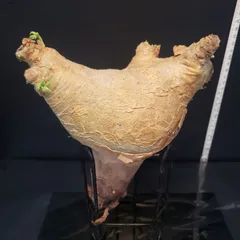 超特大 現地球 発根済み キフォステンマ マクロプス 山中勇人 y鉢付き