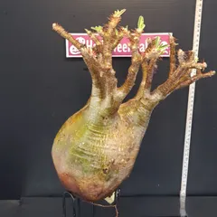 2025年最新】グラキリス ベアルートの人気アイテム - メルカリ