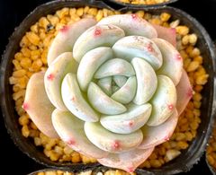 ミングタイ　小株　エケベリア　韓国苗　多肉植物