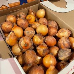 ⭐︎2025年度産⭐︎　淡路島 ペコロス 無農薬無肥料
