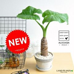な*】様 MS467 10株セット アロカシア リトルダンサー - メルカリ
