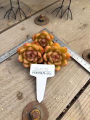 マルグンアイ ランダム エケベリア トロピカルガーデン 多肉植物