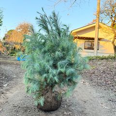 ピニョン松　5PM ピニョン松 5PM - メルカリ