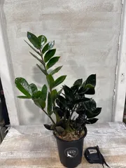 2025年最新】ザミオクルカス レイヴンの人気アイテム - メルカリ