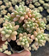2025年最新】ロココ多肉植物の人気アイテム - メルカリ 2025年最新】ロココ多肉植物の人気アイテム - メルカリ
