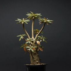 "Dorstenia gigas" ドルステニア ギガス 管理2211