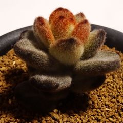 【テディベア】エケベリア・ふわふわ