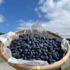 【2025年産】新鮮　ハスカップ　冷凍　2kg　送料込み 2025年産】新鮮 ハスカップ 冷凍 2kg 送料込み