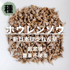 【種】ホウレンソウ　新日本ほうれん草　農薬不使用　100粒