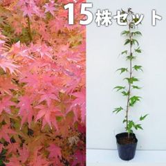 白アンさん専用 スモークツリー レッドフラーフ / 赤テープ4 - メルカリ