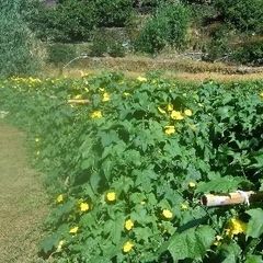 へちま　無漂白　1本