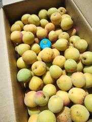 約6kg　南高梅　自然栽培　農薬・肥料不使用　大粒小粒MIX　山梨県産 約6kg 南高梅 自然栽培 農薬・肥料不使用 大粒小粒MIX 山梨県産
