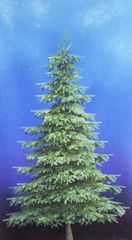 ■コットンこばやし■　ファブリック　カットパネル　ウッド柄　クリスマス　ツリー　布地　生地　　112㎝×70㎝