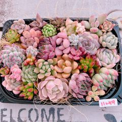 多肉植物 寄せ植えset♡11259