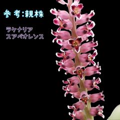 種子１０粒 ラケナリア スアベオレンス Lachena liasuaveolens ケープバルブ Cape bulb ビザールプランツ 珍奇植物