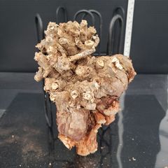 ✈️最新到着❗️】「ケラリア🌱ピグマエア」😃抜き苗