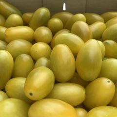 豊橋産フルーツミニトマト　あまえぎみ　クレア（黄）1ｋｇ 　贈答品に好適！　熨斗、簡易包装対応します