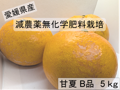 愛媛県産、減農薬、無化学肥料栽培　甘夏　Ｂ品5㎏