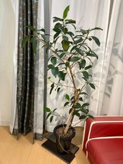フランスゴム A16 ゴムの木 幹曲がり樹形 現物販売 室内 インテリア 観葉植物