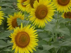 ミニひまわり 夏物語 種　20粒