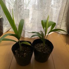 女王ヤシ クイーンパーム 観葉植物 - メルカリ