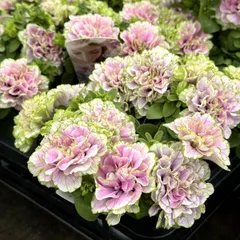 みん＊様専用ページ