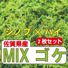 ［佐賀県産］MIXゴケ※2枚　苔庭　苔玉　テラリウム　枯山水　宅急便コンパクト