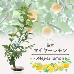 マイヤーレモン苗木♪（実付き）写真が届きます(⁠◕⁠ᴗ⁠◕⁠✿⁠) 楽天市場】レモンの木 【マイヤーレモン】 レモンの木 2年生接木