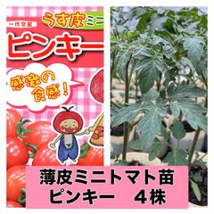 苗屋さんのミニトマト苗‼️薄皮ピンキー4株‼️家庭菜園向きで作りやすい‼️