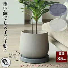 ベンジャミンバロック 圧巻の230cm！】キャスター付き受け皿付き