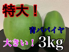 宮崎県産 特大青パパイヤ 約3キロ 栽培期間中農薬不使用 美容 ダイエットにも