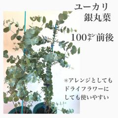 お値打ち！ユーカリ　苗・苗木・大苗　銀丸葉　シネレア　100㌢前後