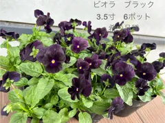 ブランド名不明　　ミニチュアビオラ　　新古品 : 18粒 アンティークなくすみカラービオラしんしん花の種