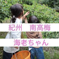 121◯青梅　2L 2kg