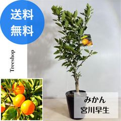 みかん 宮川早生 【送料無料】ミカンの木 植木 苗 庭木 高さ0.65 幅0.4ｍ 18cmポット 記念樹 果樹苗 苗木 シンボルツリー 柑橘 温州