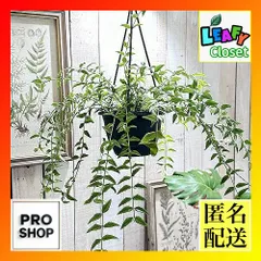 2025年最新】ホヤ属の人気アイテム - メルカリ