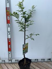 強い山椒苗 /スーパー朝倉山椒 5号接木苗・強健台木