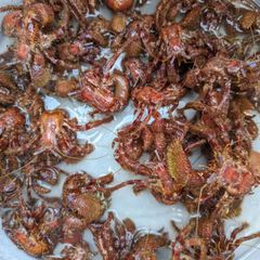 【冷凍ヤドカリ】ヒラツメ　約1.1kg　小50匹