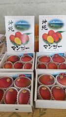 訳あり】沖縄産マンゴー 約1.9kg 7玉 農家直送 クール便 - メルカリ