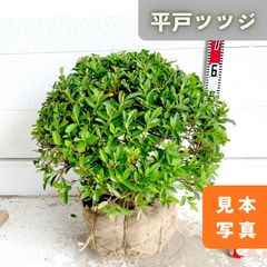 常緑樹 ツゲ 玉仕立て 7号 2鉢セット - メルカリ