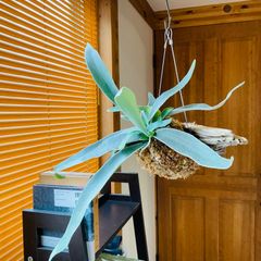 【302V】ベイチー（ビーチー）（Platycerium veitchii） の流木付け