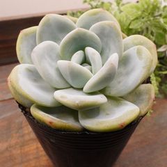 MA143	ガラスの靴	【イータニク】多肉植物　韓国苗　第四種郵便発送