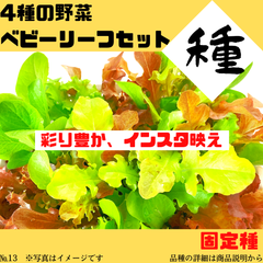 b16 №13【野菜の種】4種の野菜　ベビーリーフセット　固定種　種子セット