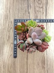 韓国苗　多肉植物　Banana succulent