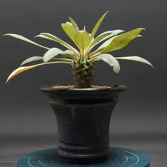 "Euphorbia pachypodioides" ユーフォルビア パキポディオイデス 管理2285