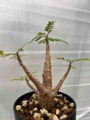 センナ　メリディオナリス　TM-5  実生　鉢植え