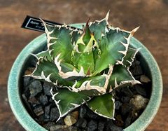 Agave Titanota RedCat Weezle/アガベ チタノタ レッドキャットウィーズル 赤猫/ゴリ猫 発根済み 送料込み