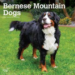 【輸入版】2024年 バーニーズ カレンダー / ブラウントラウト 30.5 x 61 cm (Bernese Mountain Dogs  Calendar)